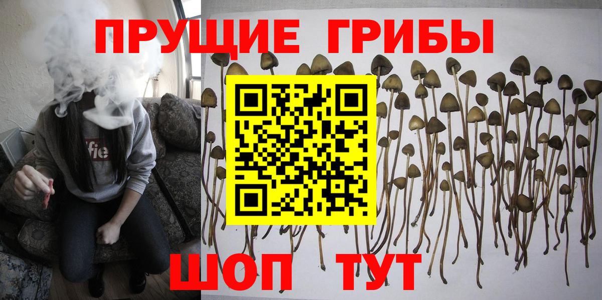 Псилоцибиновые грибы прущие грибы Павловский Посад